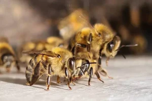 infestação de abelhas em condomínio