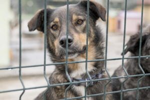 Maus-tratos a animais em condomínios: responsabilidade ampliada em Guarulhos